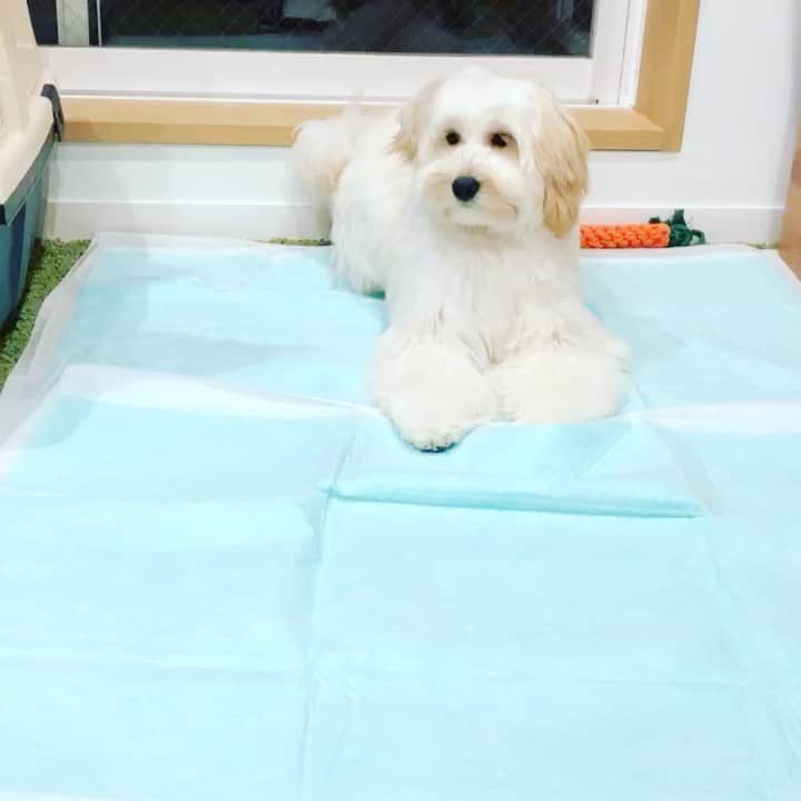 北山陽一のインスタグラム：「ぴょんぴょんおもち。  #きたやまおもち」
