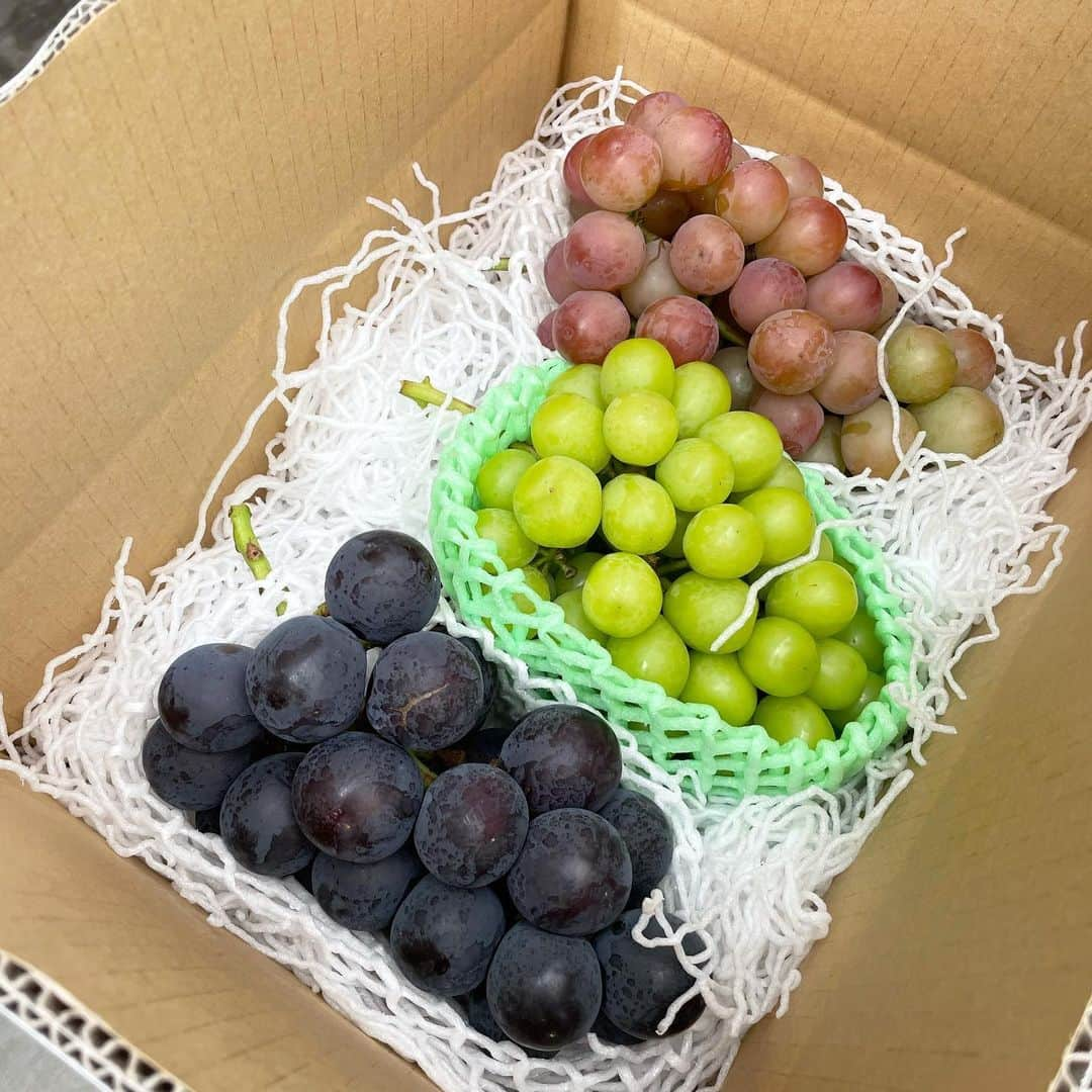 Mika Jimboさんのインスタグラム写真 - (Mika JimboInstagram)「【え、¥1,000で美味すぎるぶどう食べ放題🍇】 ⁡ 昔からずーーーっとシャインマスカット狩りに行きたかったんだけど、タイミング逃していけてなかった中、今回初の挑戦🔥 ⁡ 友達が教えてくれた @isawaichigo に行ってきたよん🍇予約なしでokなのも楽で良い👍 ⁡ 行ったら超絶フレンドリーな園の人たちがお出迎えしてくれてもんじゃも一緒にokなのも嬉しいポイント❤️ ⁡ そしてまさかの自分で狩って食べるぶどう食べ放題が時間無制限、10種類のぶどう(シャインマスカット、巨峰はもちろん名前知らないけど激うまなやつとかあった)を好きに狩って食べていーよー❤️のやつ☺️✌️ ⁡ え、幸せすぎん？いろんな種類食べれるのが飽きなくて良いし、氷水用意してくれるから冷たく冷やして食べれるのもさいこー❤️ ⁡ 美味しかったから買って帰ろうと思ったら超でかいやつ3種類買って¥4,200くらいだった‼️超安い👀‼️ ⁡ 絶対またここ来る❤️し、いちご狩りもやってるらしいからここ来たい☺️ ⁡ もんじゃにみんな優しくしてくれてありがとうございました🙇‍♀️❤️ #ぶどう狩り#ぶどう狩り食べ放題#ぶどう食べ放題#シャインマスカット#シャインマスカット狩り#シャインマスカット食べ放題#巨峰#巨峰狩り#巨峰食べ放題#石和#石和いちご館青柳#石和観光」9月6日 12時58分 - mikajimbox