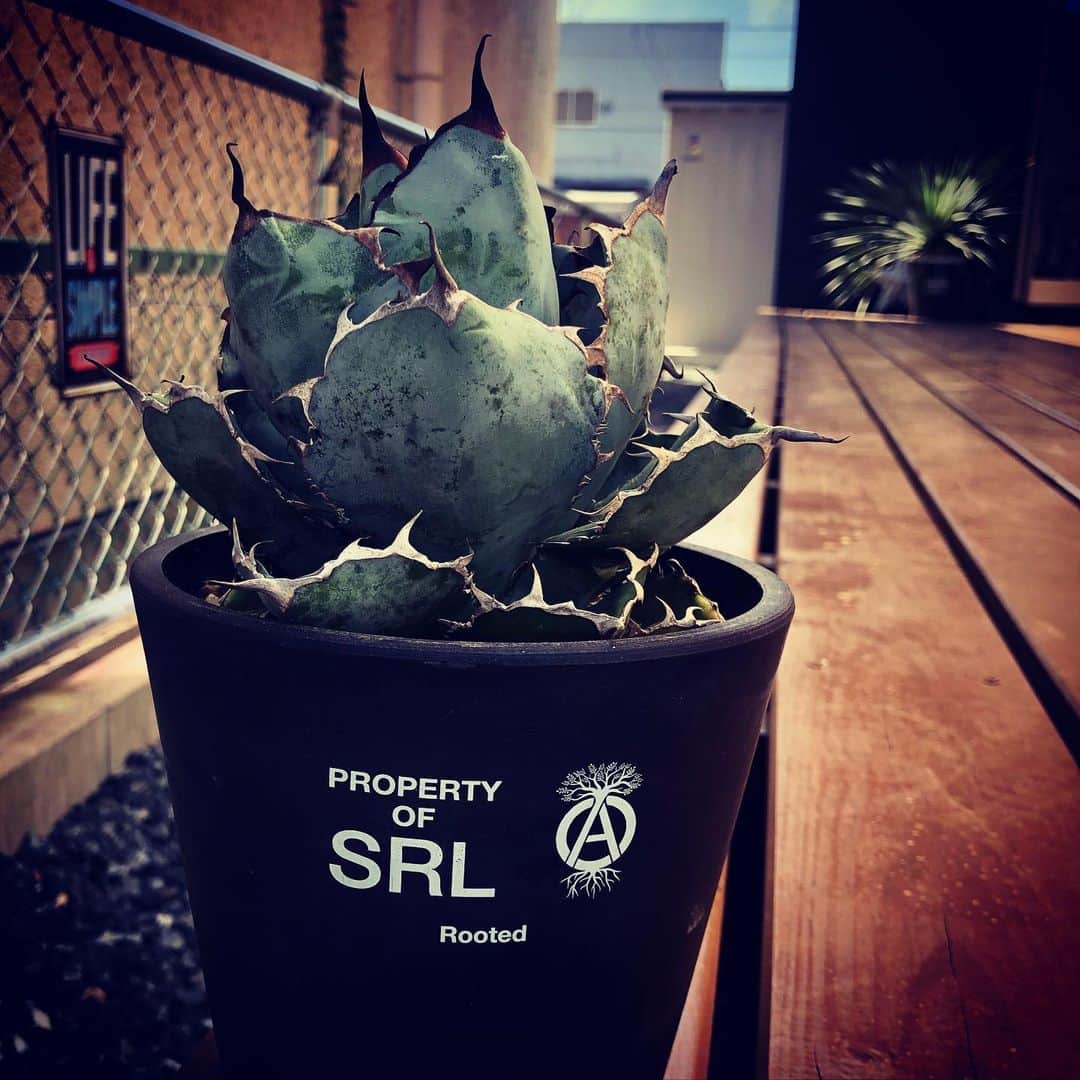 祖父江大輔のインスタグラム：「#agave #titanota  #bb #srl @manas.manaka  @manas.green  @srl_tokyo  @neighborhood_official」