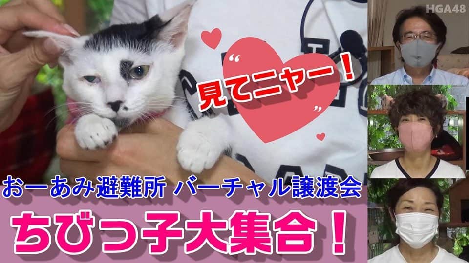 黒田知永子さんのインスタグラム写真 - (黒田知永子Instagram)「. 「おーあみ避難所第8回バーチャル譲渡会」に参加してきました。 今の状況下での譲渡会を避けてYouTubeでの紹介になります。 可愛い子猫がたくさん。みんなが幸せになってくれる事を願います。 YouTube HGA48チャンネルで公開しています。是非ご覧になってくださいね。  最後の1枚は、負傷猫としておおあみさんの所に保護され治療をしているスクちゃん。大きなお顔でとても人懐っこくみんなのアイドルです。  @oamihinanjyo.3  @toru_yamaji  #hga48 #スクちゃん #この表情 LOVE #黒田知永子  #chiekokuroda」9月6日 9時47分 - kuroda_chieko