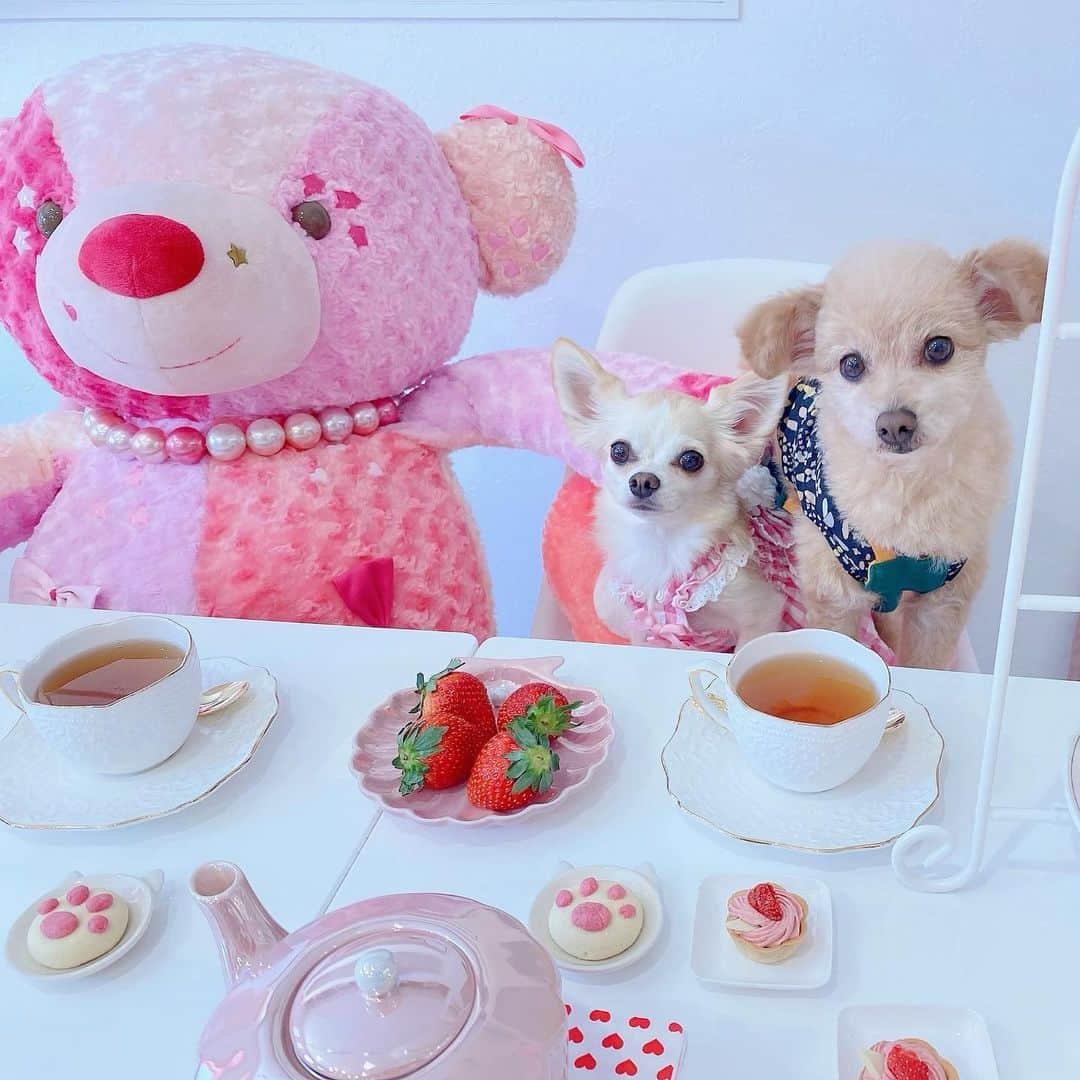 堀尾実咲さんのインスタグラム写真 - (堀尾実咲Instagram)「我が子が可愛過ぎる問題🥺♡  🐻🤎ロイ 🐰🤍ロア  #remember #rememberart #afternoontea #cafe #cafestagram #dogcafe #リメンバー #リメンバーアート #アフタヌーンティー #アフタヌーンティーセット #カフェ #カフェ巡り #カフェ部 #カフェスタグラム #犬 #犬okカフェ #犬okのお店 #わんこokカフェ #愛犬 #ポメプー #チワワ #犬のいる暮らし」9月6日 12時26分 - misaki.horio