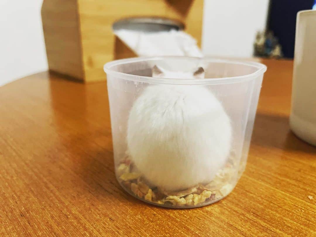 山内芹那のインスタグラム：「白ちゃん🌱 後ろ姿ミニうさぎ🐇🐇🐇  #ハムスター #ハムスターのいる生活 #はむすたぐらむ #ジャンガリアン#パールホワイト#はむすたー #はむけつ」