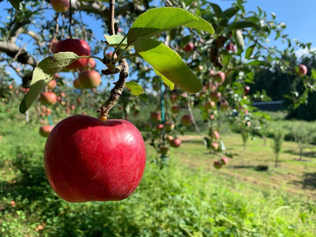 澤田愛美さんのインスタグラム写真 - (澤田愛美Instagram)「. りんごの季節が来ましたね🍎  先程、地域おこし協力隊をされている あつこさんの農園で りんご「未希ライフ」をもいで購入させて頂きました☺️  いろんな国から来た方が作業していて、 ナイジェリアから来たエマさんが 高いところからもぎ取ってくれました💪  また新たな品種が実った頃に 遊びに行きたいです✨   #りんご #未希ライフ #地域おこし協力隊 #青森 #弘前」9月6日 16時17分 - amy____oxox