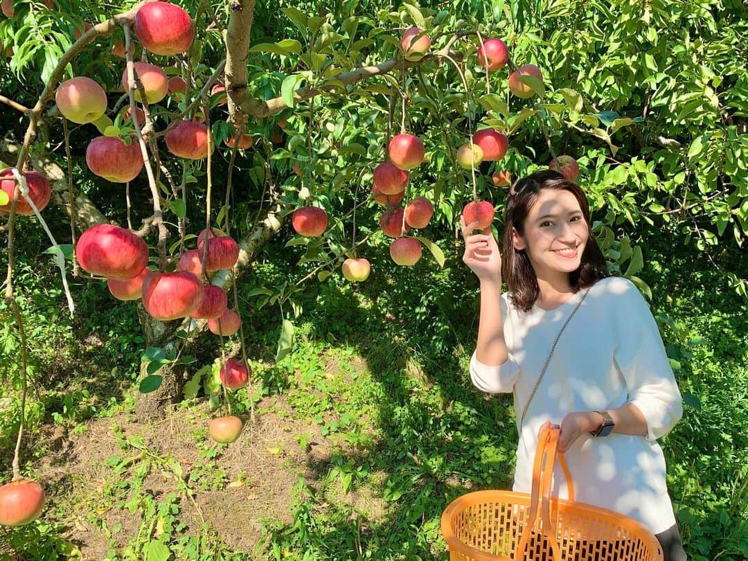 澤田愛美さんのインスタグラム写真 - (澤田愛美Instagram)「. りんごの季節が来ましたね🍎  先程、地域おこし協力隊をされている あつこさんの農園で りんご「未希ライフ」をもいで購入させて頂きました☺️  いろんな国から来た方が作業していて、 ナイジェリアから来たエマさんが 高いところからもぎ取ってくれました💪  また新たな品種が実った頃に 遊びに行きたいです✨   #りんご #未希ライフ #地域おこし協力隊 #青森 #弘前」9月6日 16時17分 - amy____oxox