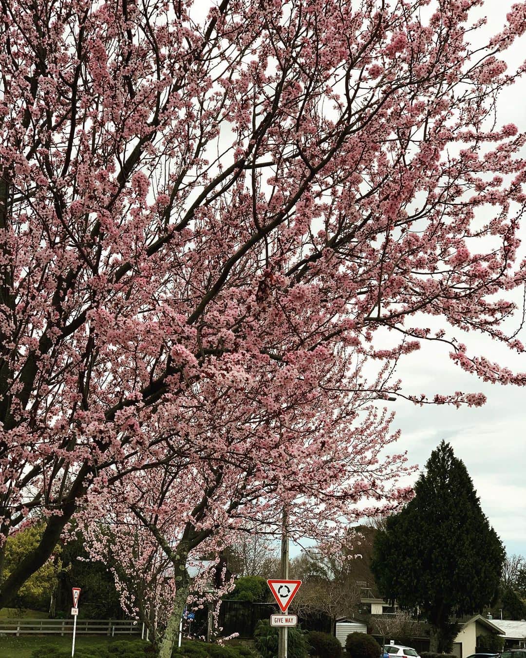 福本幸子のインスタグラム：「春よこい。Spring’s around the corner. #southernhemisphere 🌏」