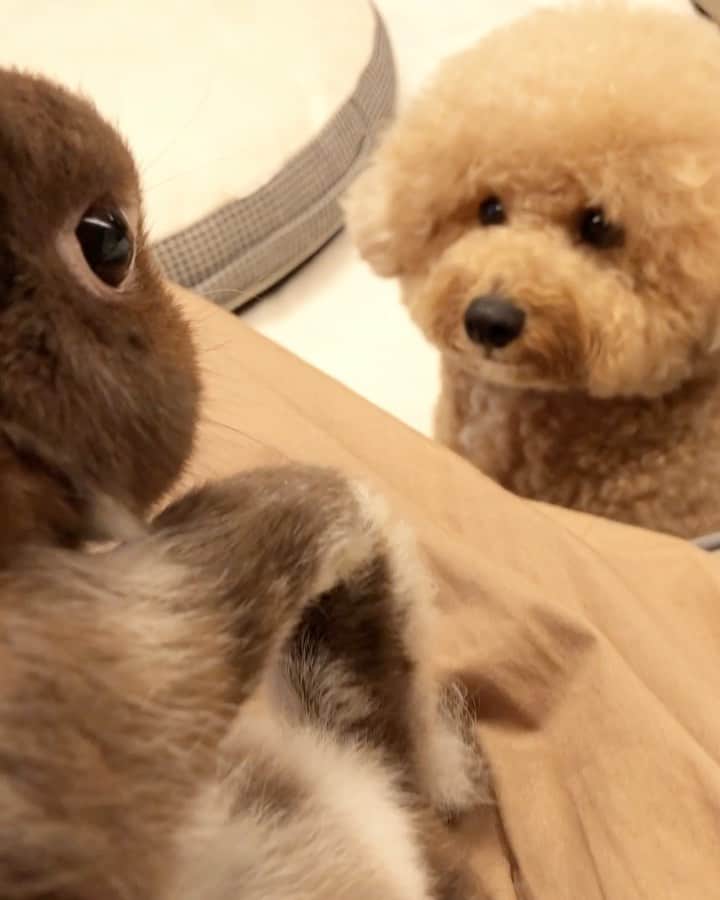 yun.ゆんのインスタグラム：「march.🐻＋cotton.💭 おはようございます💓 . . マーチのうさキック🦵にビビるコットン❣️ 「お兄ちゃんが1番強いんだぞ〜🐻」 コットン何発浴びたかな？ 🦵🤣 . . ♪ ♪ ♪ #うさキック #おもしろ動画  #うさぎ#ウサギ#ネザーランドドワーフ#ZIP写真部#レモン#ふわもこ部#マーチ#多頭飼い#犬とうさぎ#犬#dog#poochon #犬のいる暮らし  #rabbits#rabbitsofinstagram #rabbitstagram #petstagram #instapet#cutepetclub #instarabbit  #bunnylove #lapin #pecotv #WeeklyFluff」