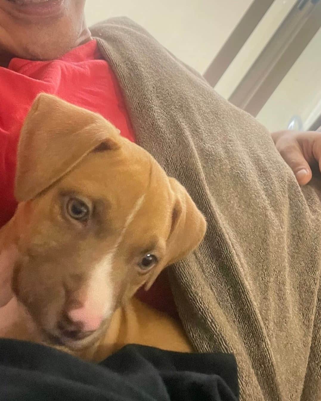 山口祥行のインスタグラム：「スミス‼️ #いぬすたぐらむ🐶」