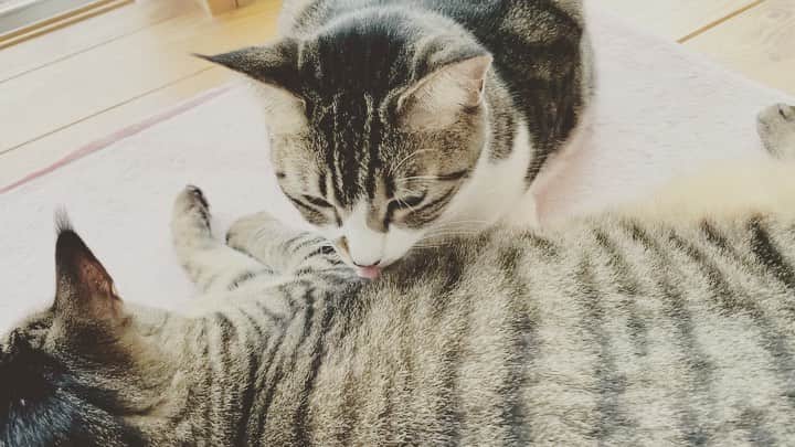 ゆきのさつきのインスタグラム：「このふたりがこんなに近くにいるなんて珍しい。  と思ってたら、速攻でケンカになりましたとさ😾⚡️😾」