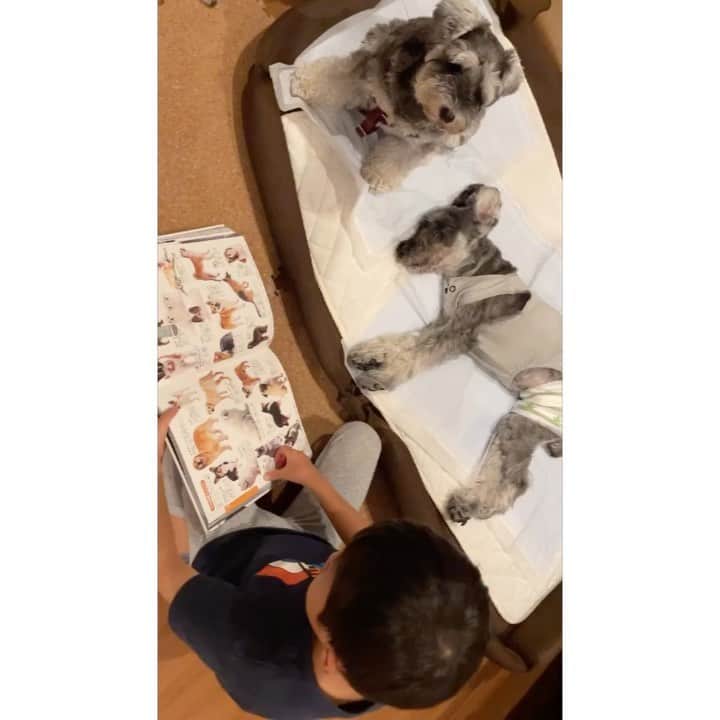 HiRAO INCのインスタグラム：「. ムツとソラにいつも絵本を読み聞かせてくれる陸ちゃん❤️ いつもありがとう  ソラは2才 ムツは16才になりました ずっと元気でいてほしいな  #mutsulannsora #mutsulann」
