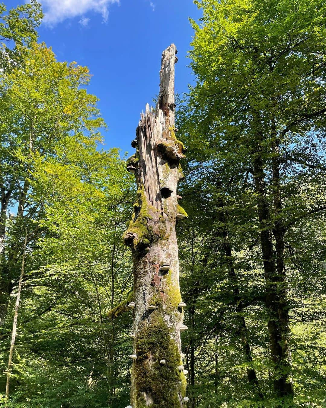 ナイジャ・ヒューストンさんのインスタグラム写真 - (ナイジャ・ヒューストンInstagram)「Seeing beautiful places like this makes me feel true meaning and appreciation for life. Mother Earth is amazing🙌🏽」9月7日 7時19分 - nyjah