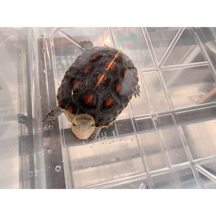 高松雪乃のインスタグラム：「こっち向いてくれた🐢  #セマルハコガメ」