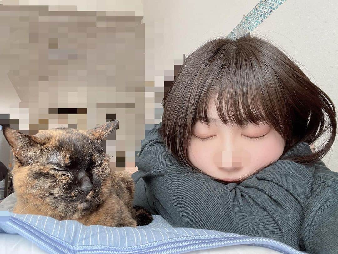 ねこてんのインスタグラム：「おやすみ、行って来ます。」