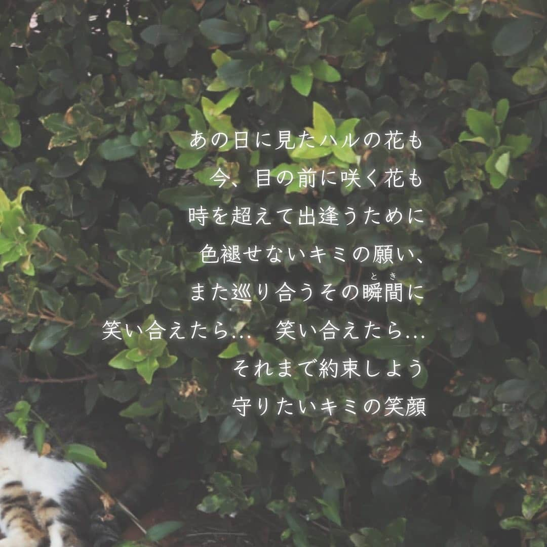 松尾太陽さんのインスタグラム写真 - (松尾太陽Instagram)「『ハルの花』  📀1st フルアルバム 『ものがたり』M9 収録 matsuo-takashi.jp/news/detail/153  #松尾太陽 #ものがたり」9月7日 12時17分 - takashi_matsuo0923