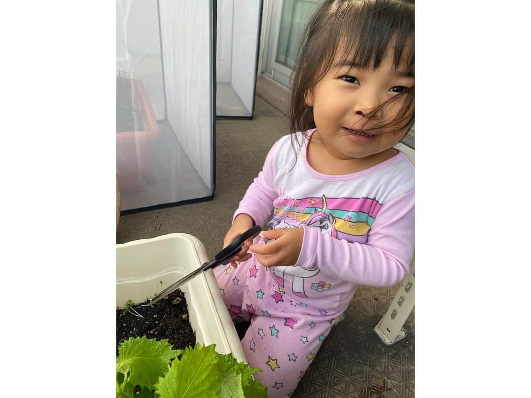 クロさんのインスタグラム写真 - (クロInstagram)「昨日の晩御飯👩🏽‍🍳🤍 ⁡ 夫婦で手分け晩御飯☺️🙏🏽🙏🏽 さっちゃんがとってくれて、手でちぎってくれた大葉で ⁡ 桃が作っていた ✔︎鶏胸肉のヘルシー梅しそチキン ✔︎マグロとアボカドのユッケ ✔︎中華サラダ ✔︎粉吹き芋カレー粉風 ✔︎大根の味噌汁 ✔︎梨 でした！！ 詳しくはブログに書きました〜💕💕💕 ⁡ #定食ご飯 #今日の晩御飯 #つくりおき食堂まりえ #お家ごはん #おうちごはん #時短ご飯 #dinner #簡単レシピ #レシピ #電子レンジご飯 #時短レシピ#yummy #delistagrammer #homecooking #tokyo #japanesefood #instafood #foodstagram #クロリサ的自炊 #おうちご飯 #クッキングラム #晩ごはん #instagood #instalike #tokyo #可愛い #大好き」9月7日 15時26分 - kuro_risa