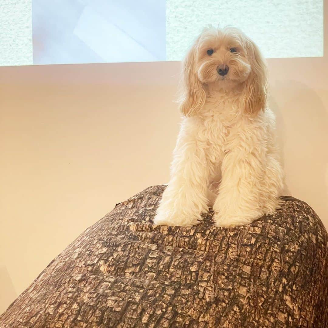 北山陽一のインスタグラム：「登頂。#きたやまおもち」