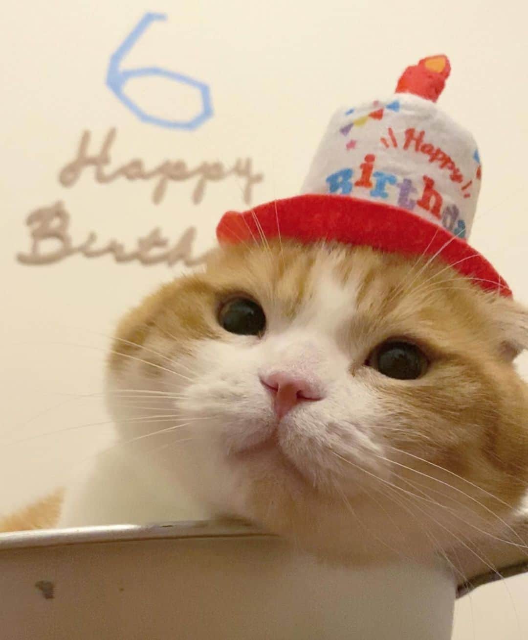 chiitarou_97のインスタグラム：「. 2021.9.7 Today is Chiitarou's birthday! . ちぃ太郎が6歳になりました。 . これからも健やかに なゆちゃんと楽しく暮らそうね。 . 6枚目の写真 なゆ太「ロウソク、ふーしてあげるにゃ🐱💨🕯」 . .」
