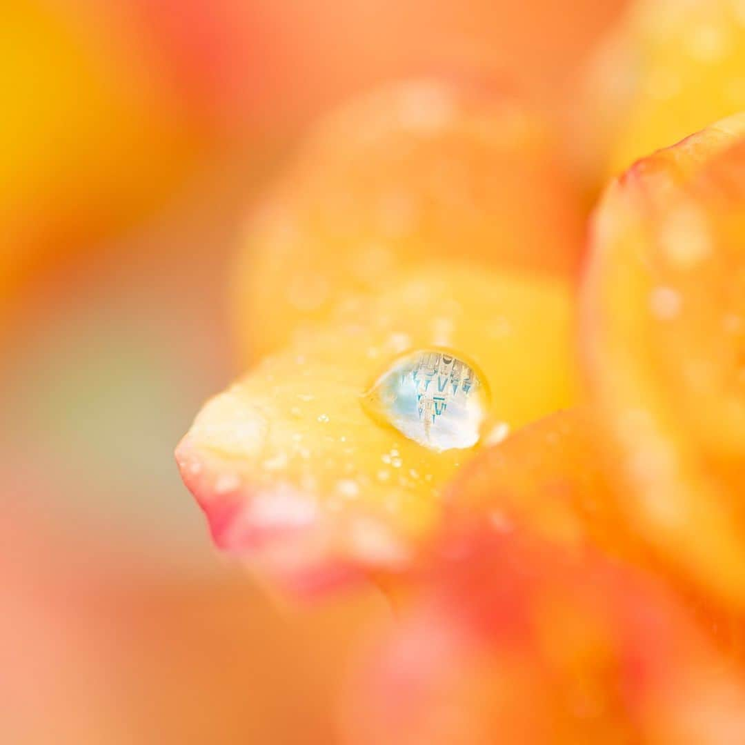 東京ディズニーリゾートさんのインスタグラム写真 - (東京ディズニーリゾートInstagram)「A dream hidden inside a raindrop! 雨上がりにみーつけた！🌼 #dropofwater #cinderellacastle #fantasyland #tokyodisneyland #tokyodisneyresort #雫 #シンデレラ城 #ファンタジーランド #東京ディズニーランド #東京ディズニーリゾート」9月8日 13時00分 - tokyodisneyresort_official