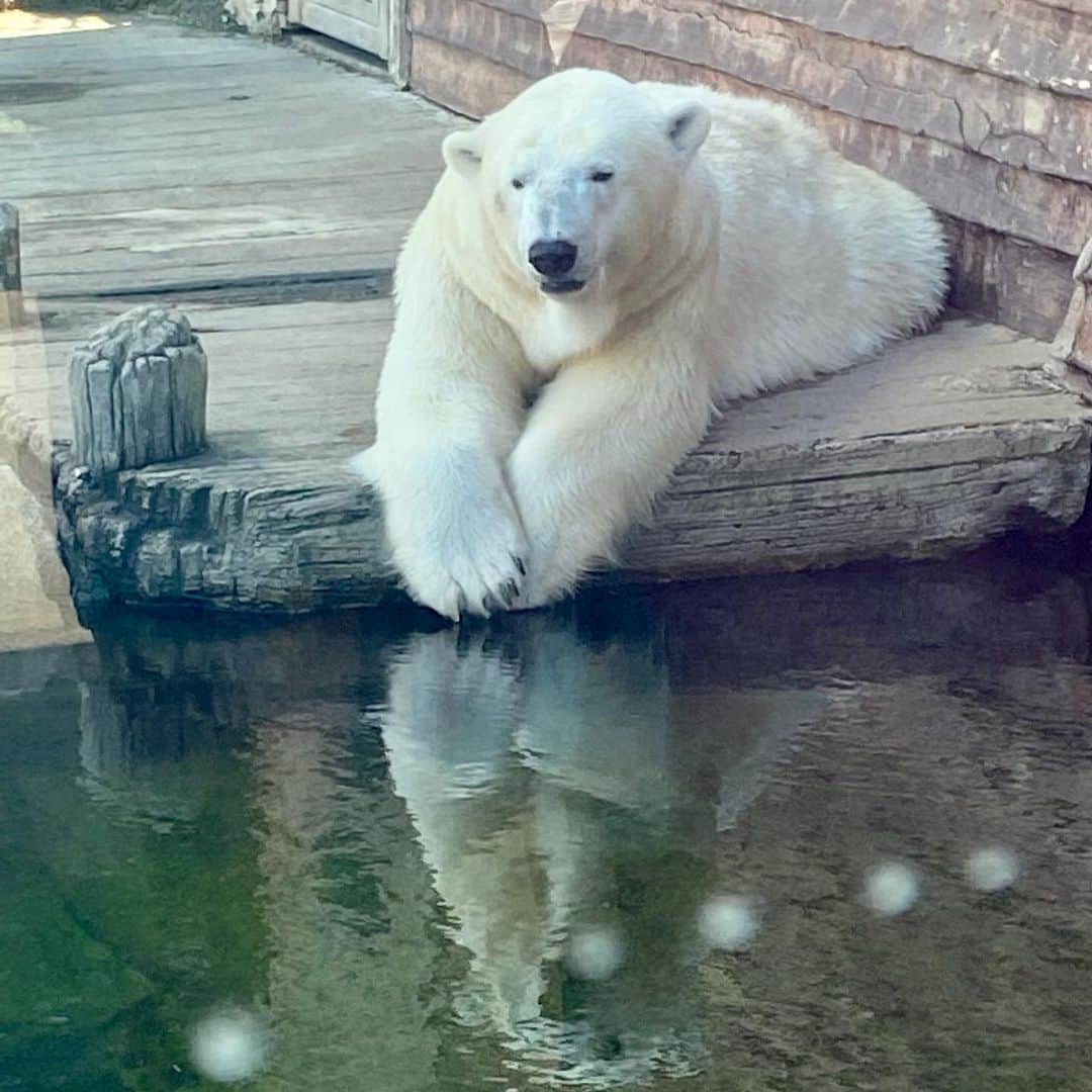 Polar Bearsのインスタグラム：「Made a visit to the @columbuszoo yesterday for Labor Day! 🐻‍❄️🐻‍❄️🐻‍❄️」