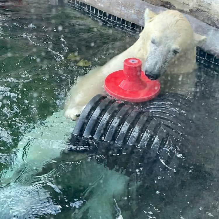 Polar Bearsさんのインスタグラム写真 - (Polar BearsInstagram)「Made a visit to the @columbuszoo yesterday for Labor Day! 🐻‍❄️🐻‍❄️🐻‍❄️」9月8日 6時04分 - polar.bears