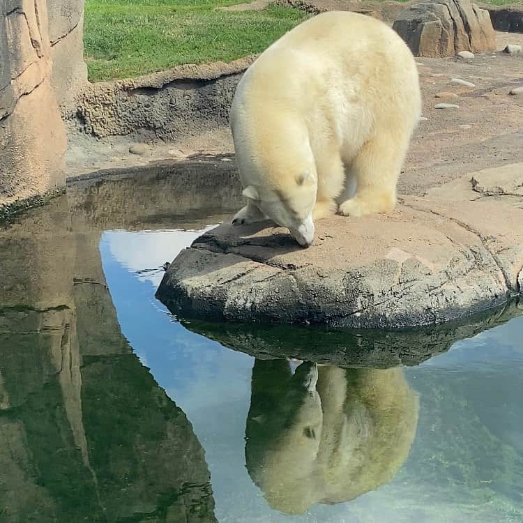 Polar Bearsさんのインスタグラム写真 - (Polar BearsInstagram)「Made a visit to the @columbuszoo yesterday for Labor Day! 🐻‍❄️🐻‍❄️🐻‍❄️」9月8日 6時04分 - polar.bears