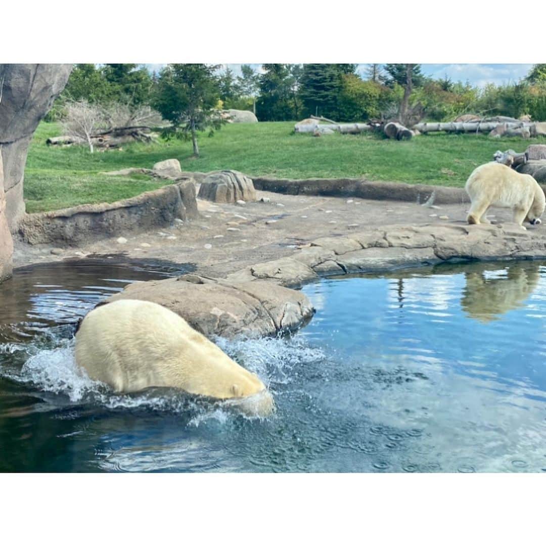 Polar Bearsさんのインスタグラム写真 - (Polar BearsInstagram)「More moments from the polar bears at the @columbuszoo ! Swipe for a splash! 💦」9月8日 6時14分 - polar.bears