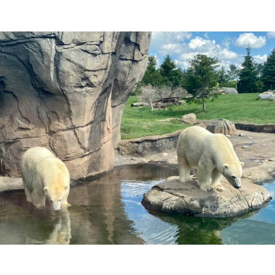 Polar Bearsのインスタグラム：「More moments from the polar bears at the @columbuszoo ! Swipe for a splash! 💦」
