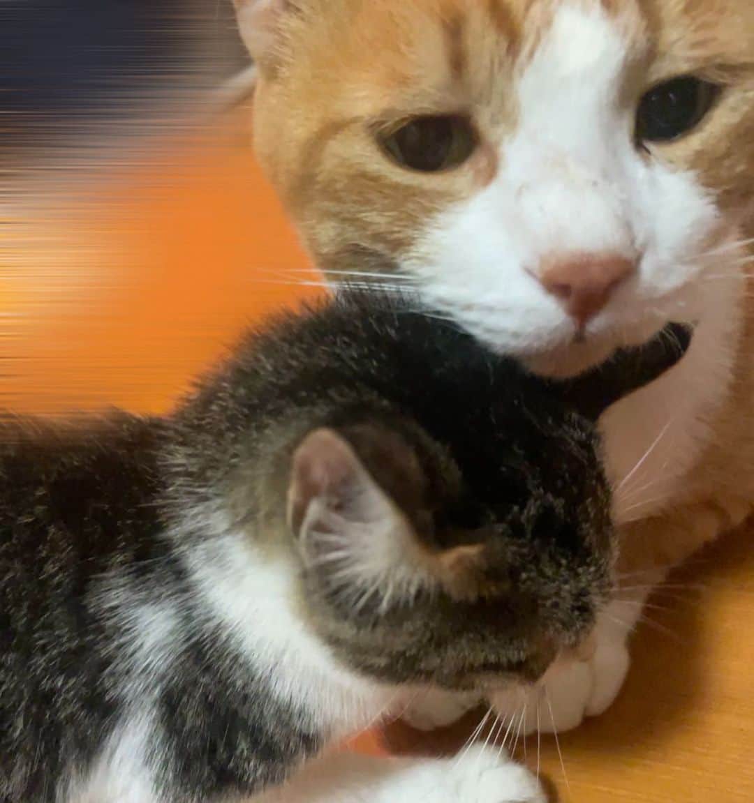 中野みやびのインスタグラム：「とってもかわいい   #ねと  #ちび  #ねとちび  #ねこすたぐらむ  #ねこ部  #ねこ好き  #ねこのいる生活  #ねこのきもち  #cat  #ねこ  #猫  #茶トラ  #三毛猫  #らぶ  #だいすき  #ペット  #pet #love  #中野みやび」