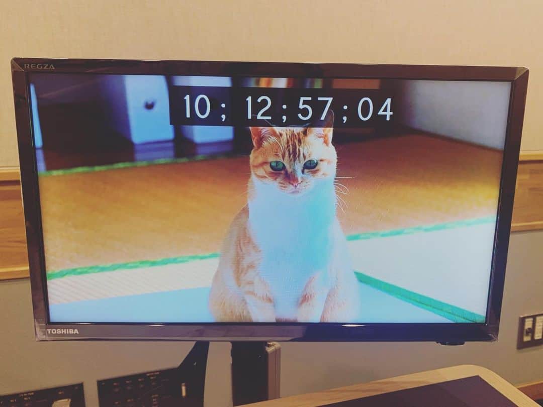 瀧本美織のインスタグラム：「「ネコメンタリー 猫も杓子も。」 9日午後10時30分〜 朗読をさせていただきました。 シンガーソングライターの笹倉慎介さんとトトのお話です。とても優しい世界。お休み前に癒しを感じていただけると嬉しいです。 そういう私も終始癒されてました。笑  真正面のトトをゲット！ 犬も好きなんだけど、猫ちゃんも可愛いなあぁ🥺✨   #nhk  #eテレ  #朗読  #ネコメンタリー  #猫も杓子も  #猫」