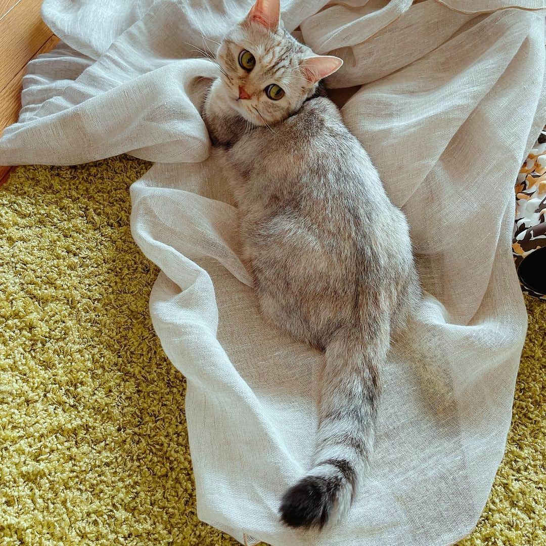 森下千里のインスタグラム：「昨晩、DIY失敗により、 カーテンレールが落下😅  仕方なく、 ガムテープでカーテンを貼ったら、 🐈が遊んで、べりべりべり…😅  ああ、 今夜からどうしましょう。  . . #DIY  #宮城五区 #石巻ライフ #ねこのいる生活」