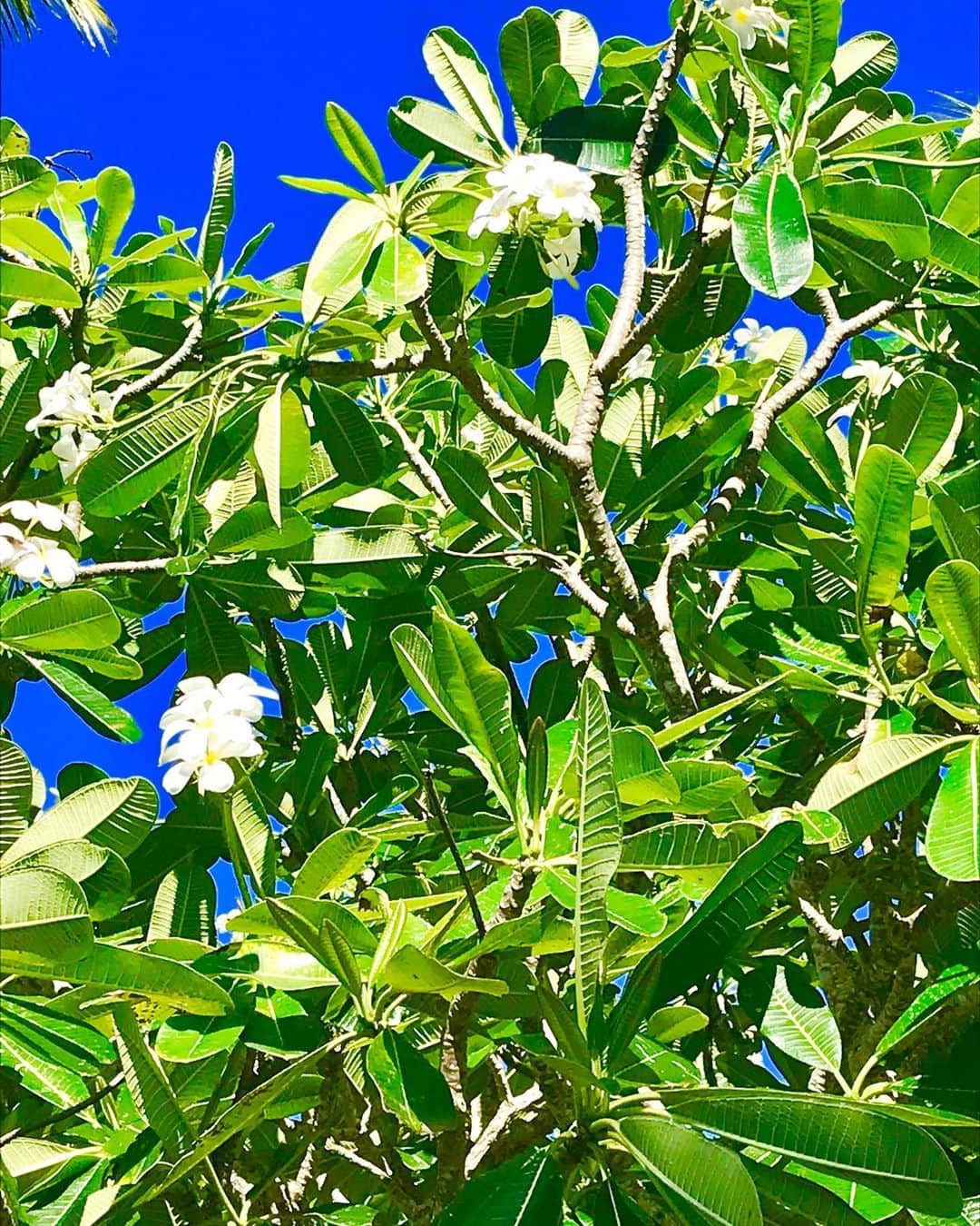 片山萌美のインスタグラム：「#定期的nature  いつどこで撮ったか覚えてない...🙃」