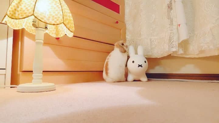 usagraphのインスタグラム：「たまにはちょっと離れた距離で🥰 ＊ ＊ ＊ #うさぎ　#rabbit #bunny #アニマル写真部　＃instabunnies #igersjp  #tokyocameraclub #東京カメラ部  #bunnystagram  #うさぎ部 #ホーランドロップ #hollandlop  #ファインダー越しの私の世界  #myfujilove  #今日もx日和　#cutepets」