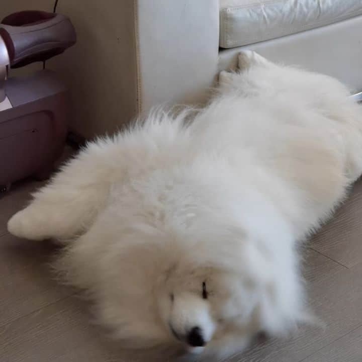 Alex Toのインスタグラム：「💨💨💨 #cute #dog #doglover #dogsofinstagram #dogoftheday #dogofthedayjp #dogstagram #fluffy #hkig #hongkong #ilovemydog #instadog #instagood #instamood #instagraphy #instapic #samoyedoninstagram #pet #petlovers #petsofinstagram #petstagram #photooftheday #puppy #pupsofinstagram #samoyed #samoyedsofinstagram #webstagram #犬 #サモエド」