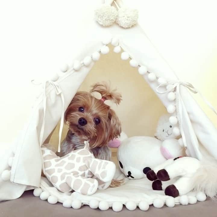 Kodie Bearのインスタグラム：「🐶TBT🐶 This tent is my all time favorite place to hide and rest ✌️」