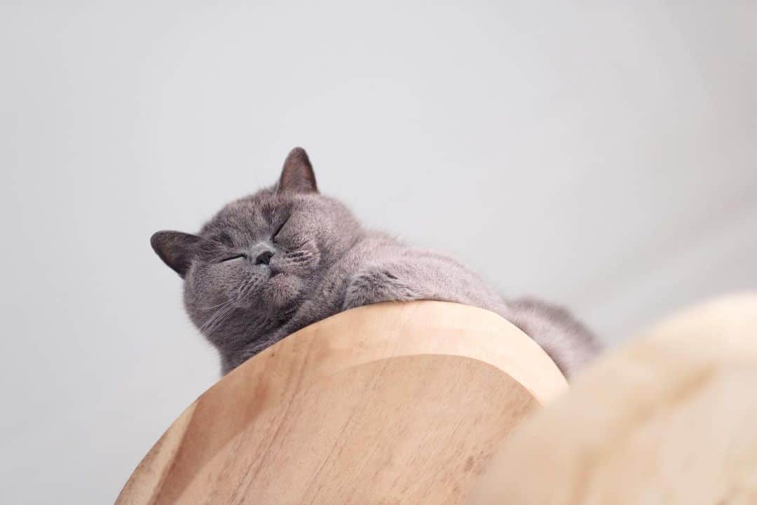 Poesje Miewさんのインスタグラム写真 - (Poesje MiewInstagram)「hello it’s me  . . . . .  #miewbruegel #weeklyfluff #catsofinstagram #meow #ブリティッシュショートヘア#neko #britishshorthair #bestmeow #antwerp #fujifilm #xt24 #xf56mm #QuarantineCats #猫 #猫好きさんと繋がりたい #猫のいる暮らし #ねこばか #にゃんこ #ねこ好き #ねこすたぐらむ #にゃんすたぐらむ #ねこのきもち #にゃんだふるらいふ #お家時間 #カメラのある生活 #富士フィルム #ファインダー越しの世界」9月9日 19時56分 - poesjemiew