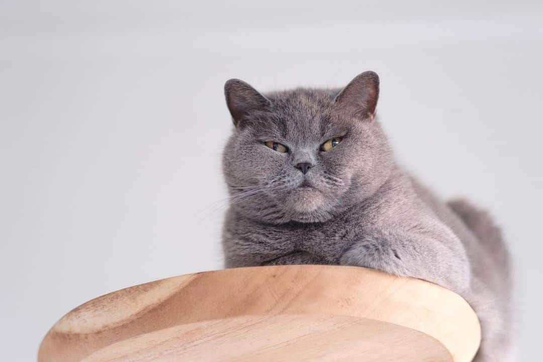 Poesje Miewのインスタグラム：「hello it’s me  . . . . .  #miewbruegel #weeklyfluff #catsofinstagram #meow #ブリティッシュショートヘア#neko #britishshorthair #bestmeow #antwerp #fujifilm #xt24 #xf56mm #QuarantineCats #猫 #猫好きさんと繋がりたい #猫のいる暮らし #ねこばか #にゃんこ #ねこ好き #ねこすたぐらむ #にゃんすたぐらむ #ねこのきもち #にゃんだふるらいふ #お家時間 #カメラのある生活 #富士フィルム #ファインダー越しの世界」