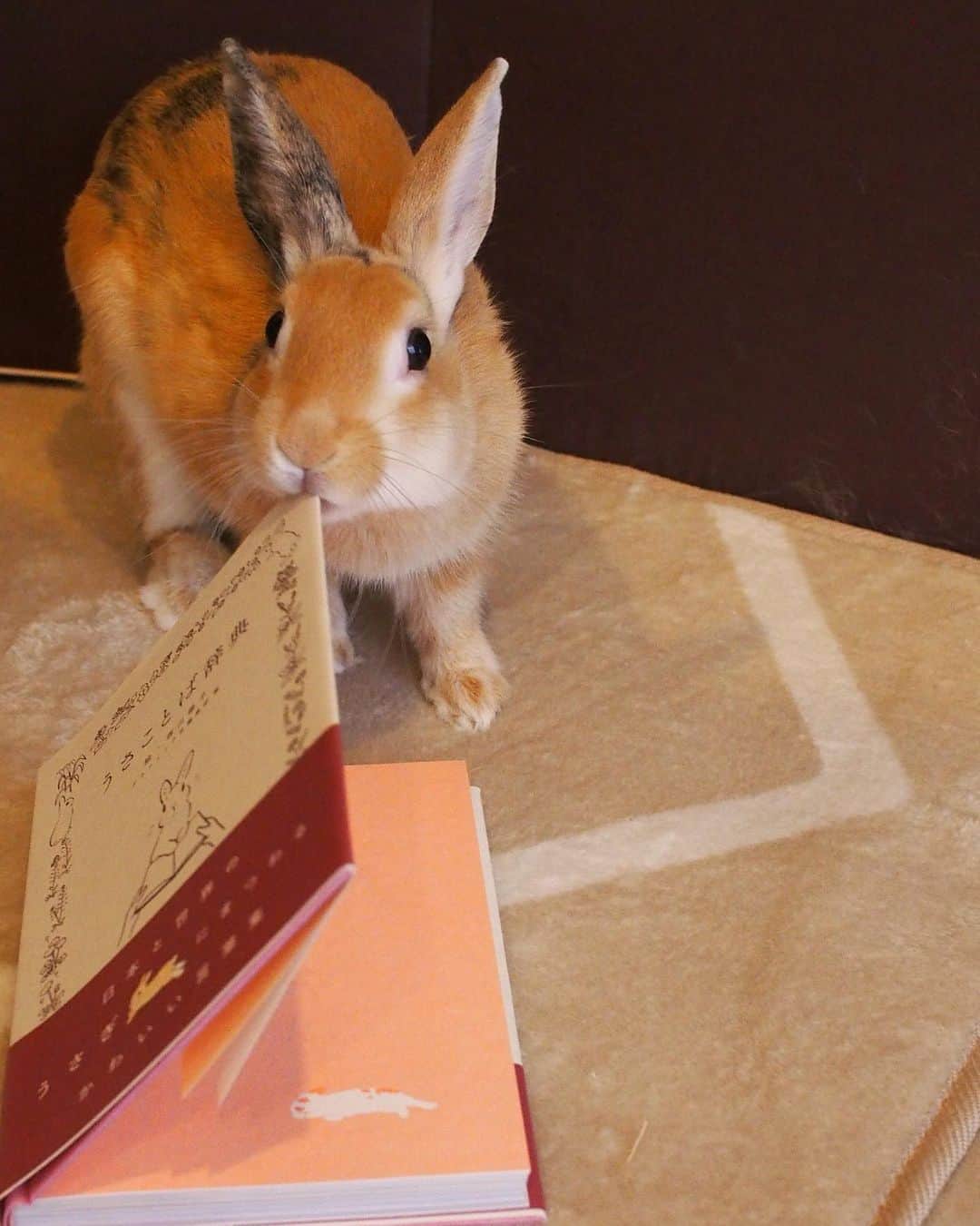 のインスタグラム：「I adopted a new rabbit. His name is Lamp. He replaces Blanc and does the work that inspires my paintings🎨 お知らせです。保護うさぎさんの里親になりました。ブランの後を継いで私の絵を助けてくれるランプくんです。よろしくお願いします。 @tyurusan さん、 @koke_malo さん、こんなにもかわいいうさぎさんをありがとうございました💕」
