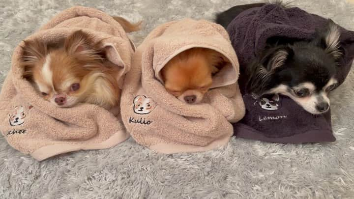 kayoのインスタグラム：「* * * ワンコを眠くするタオル 🐶🐶🐶💤💤💤 * *  * みんな本気で寝だしました😪💤💤💤 * * * おやすみ⭐️ * *  * #urbandogtokyo #ネーム刺繍 #プレミアムホテルタオル #うちの子グッズ * #chihuahua#chihuahualove#dog#チワワ#チワワ大好き#チワワのいる暮らし * * *」