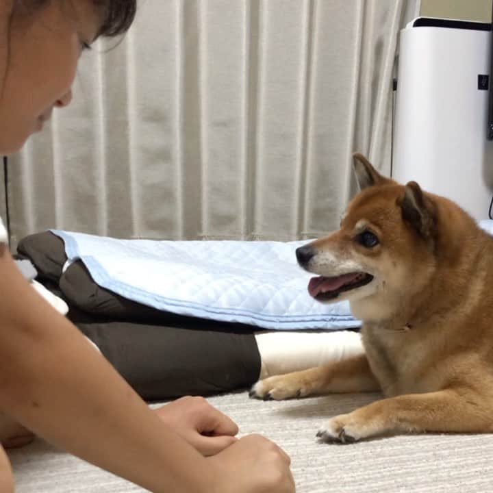 柴犬はなこ Shibainu Hanakoのインスタグラム：「早くちょーだいっっ！！🐶💢👩🏻🎶 #shiba #dog #shibainu #kid #犬 #柴犬 #犬とこども」