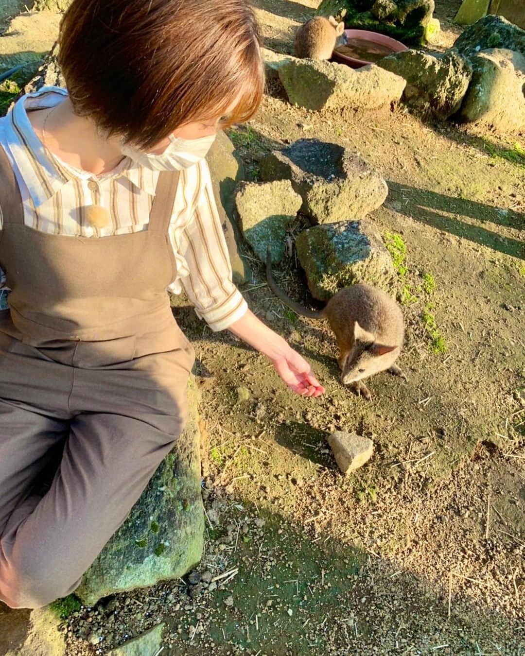 鳥越佳那のインスタグラム：「癒しタイム(*´꒳`*)💕  🌵伊豆シャボテン動物公園🌵は 動物たちとの距離が近いっ🦘♡  サービス精神旺盛な動物たちが 今日のまるごとを盛り上げてくれました(*´-`)✨  "テレビ初公開"のミナミコアリクイの赤ちゃんや、  フェネックの4つ子の赤ちゃんにも癒されました🦊♡  一般公開前の貴重な姿などは 【YouTube「シャボテン ZOOTV」】で随時配信されています🦊♡  おうちで 動物園気分を味わう休日もいいですね🦜🐹🦍🦚✨  #静岡 #伊東市 #伊豆シャボテン動物公園  #まるごと」