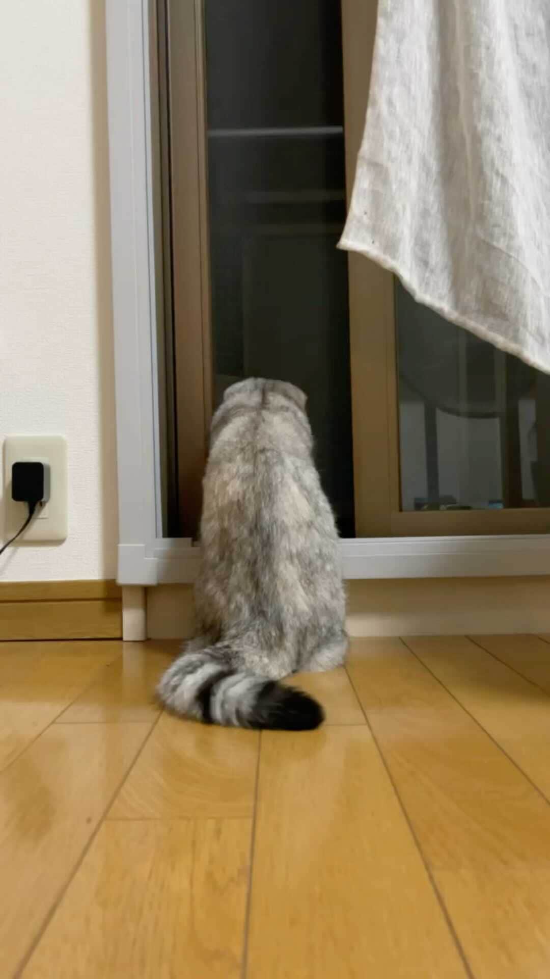 森下千里のインスタグラム：「お外が気になる🐈」