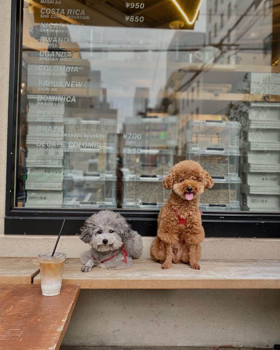 照井和希さんのインスタグラム写真 - (照井和希Instagram)「Be with me forever 🐾 #mylove   ☑︎ @kumamochuyu   ． ． #toypoodle #トイプードル #保護犬 #保護犬を家族に #保護犬カフェ卒業生 #トイプードルシルバー #トイプードルレッド #カフェ巡り #大阪カフェ #堀江カフェ」9月11日 3時45分 - kazu24ki