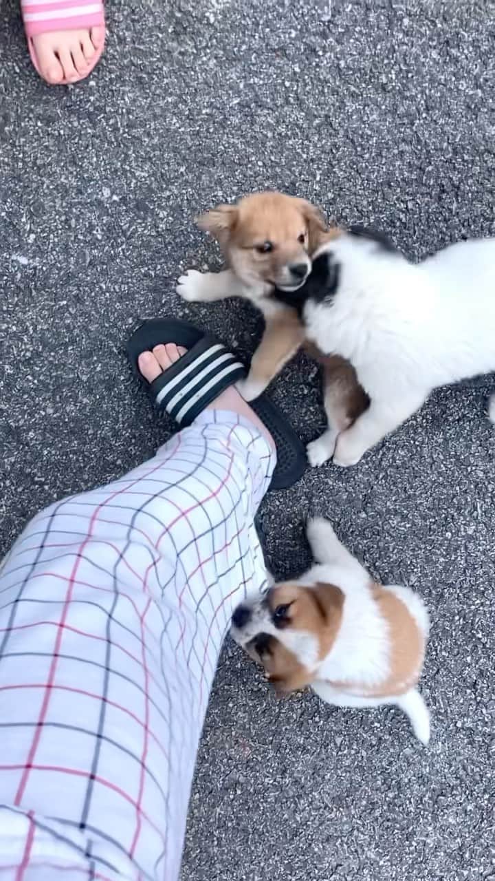 ソン・ファミンのインスタグラム：「🐶🐶🐶🐶」