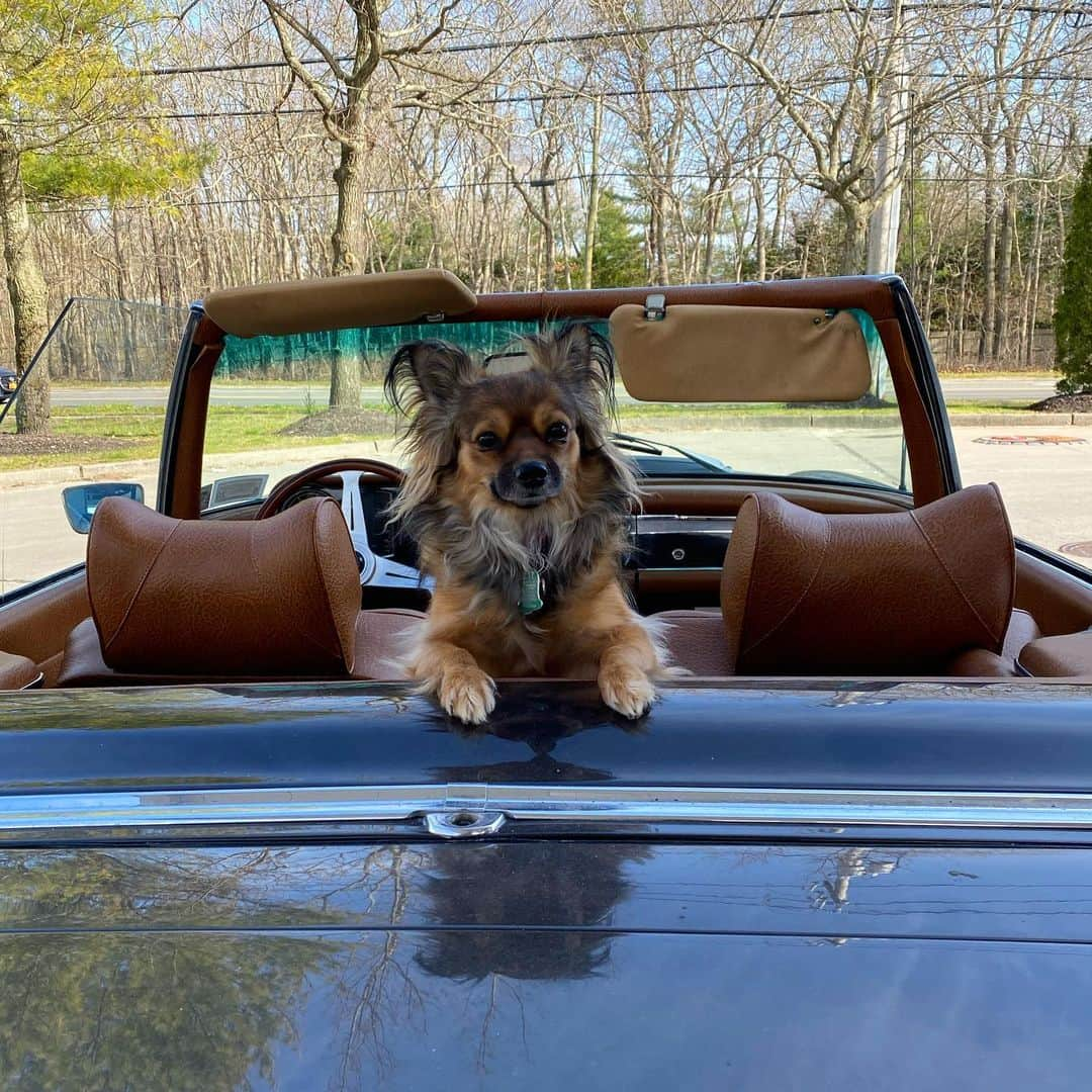 アリス&トリクシーのインスタグラム：「@chloesaintgeorge or as I call her Mademoiselle Chlo! My heart & my soul I love this girl! 💗 . . . . . . . . . . . . . #chihuahua #chihuahualife #hamptonsstyle #hamptonslife #mercedesbenz #classiccars #rescuedogsofinstagram」