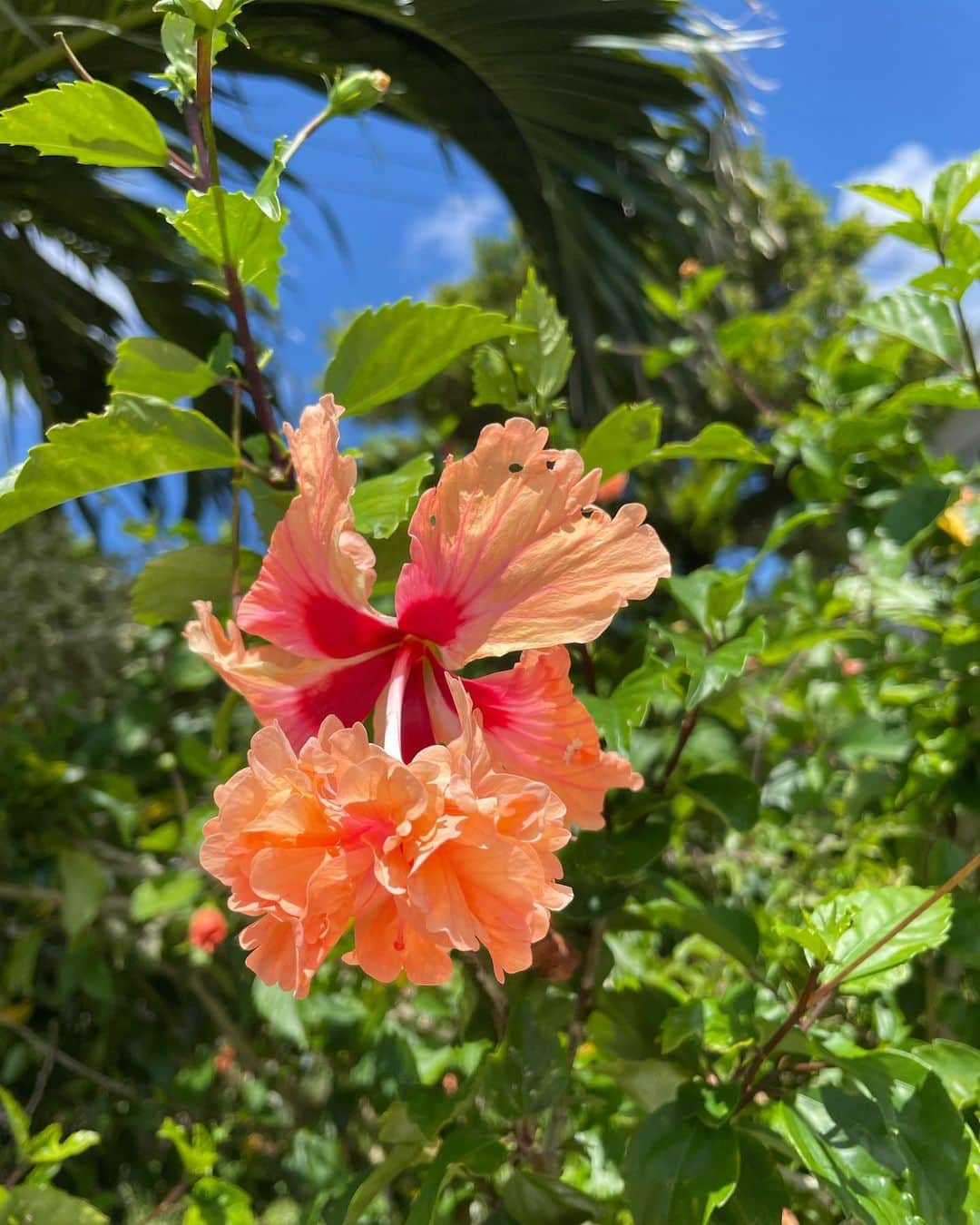 水原希子 さんのインスタグラム写真 - (水原希子 Instagram)「🌺🌺🌺」9月11日 12時47分 - i_am_kiko