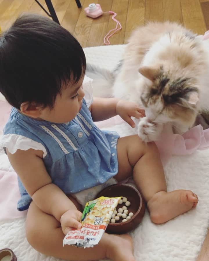 廣永遼太郎のインスタグラム：「mitsuha & louise☺️ #サイベリアン #長毛種 #大型猫 #siberiancat  #catstagram  #instacat」