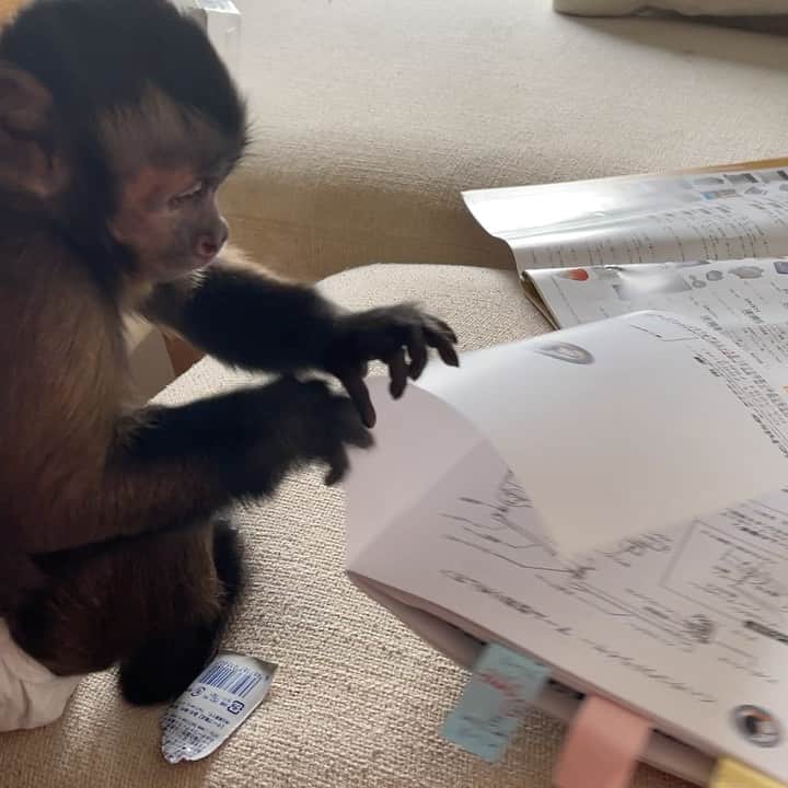 久保優太のインスタグラム：「新しいケージが欲しい模様🐒 #サル　#ペット」