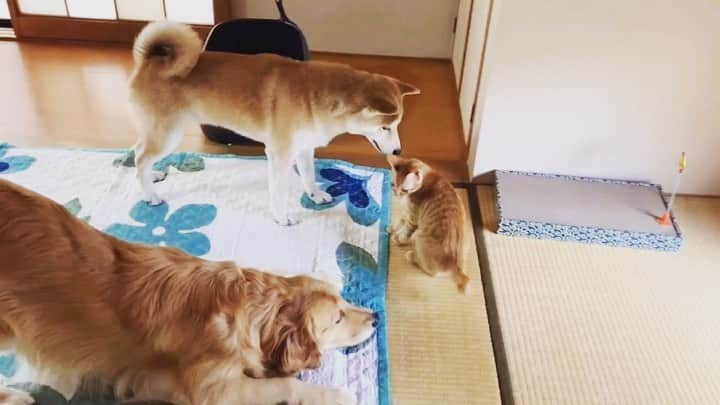 篠原信一のインスタグラム：「プロレスごっこ😁 ニコ🐶VSチャコ🐱 レフリー小鉄🐕  #しばいぬ  #柴犬 #ごーるでんれとりばー  #ゴールデンレトリバー #プロレスごっこ #茶トラ猫 #ねこ #cat  #保護猫  #ねこのいる暮らし #いぬのいる暮らし」