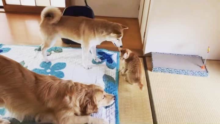 篠原信一のインスタグラム：「たぶん仲良し😅  #しばいぬ  #柴犬 #ごーるでんれとりばー  #ゴールデンレトリバー  #茶トラ猫 #ねこ #cat  #保護猫  #ねこのいる暮らし  #いぬのいる暮らし」