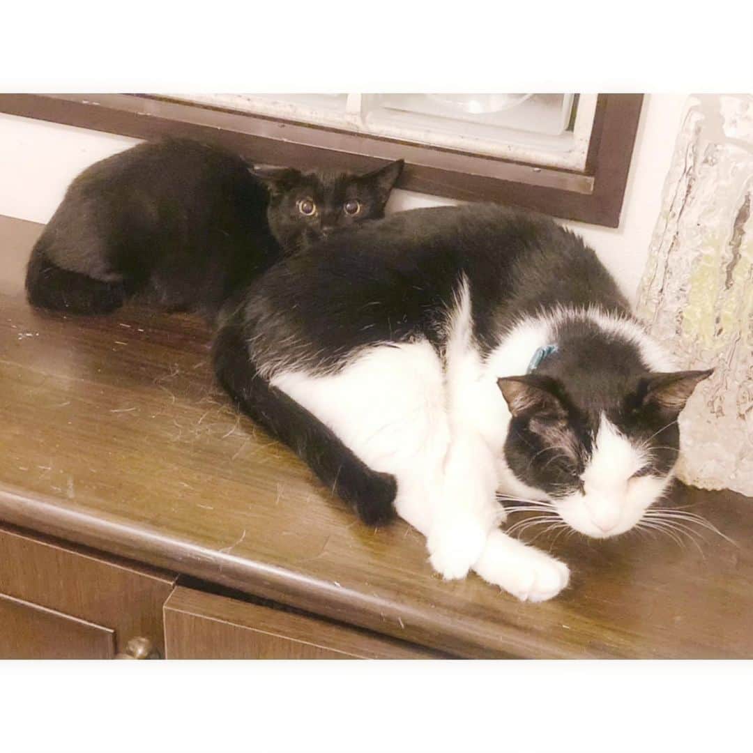 加藤咲希のインスタグラム：「実はくーちゃんに後輩が出来ました〜👏🏻 ChuChuですദ്ദി^._.^) 近所の道路でひとりほっちで鳴いてたので拾ってきました😭💖 生後5ヶ月の男の子です(^ ̥_ ̫ _ ̥^) . #ねこ #ネコ #猫 #ねこすたぐらむ #ネコスタグラム #猫のいる暮らし」