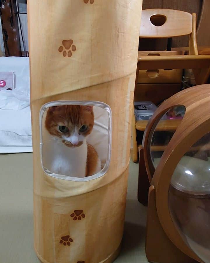 Miaouのインスタグラム：「トンネルをこかさず入る猫は、まやだけ。  #miaou #みゃう猫部屋での生活」